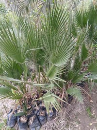 واشنطن ب١٧٥٠ الراشديه مقابل مستشفى حماد شهاب  ٠٧٧٠٥٣٨٠٧٧٢