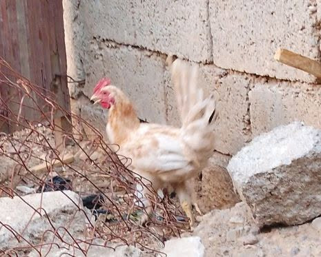 ديك دجاج عدد اثنين
السعر 25


**إذا كنت صاحب هذا الإعلان وتريد حذفه لأي سبب، رجاءا أرسل رسالة إلى الدعم الفني**