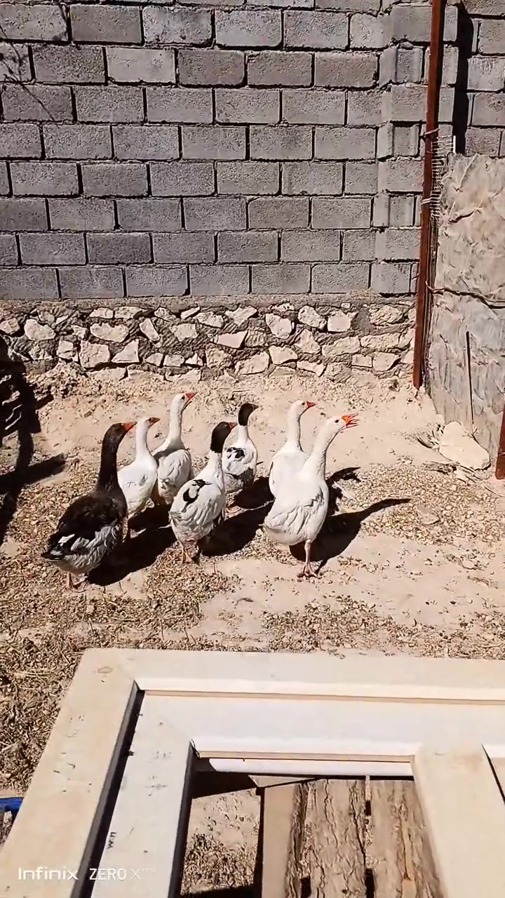 وز للبيع سعر الزوج 35/ ‏‪***********‬‏

