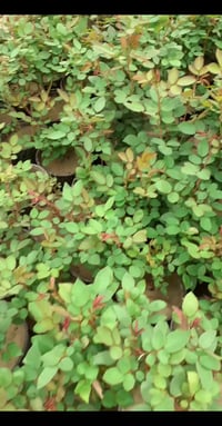 جوري سلطاني دمشقي • عطر فواح • نبات زينة