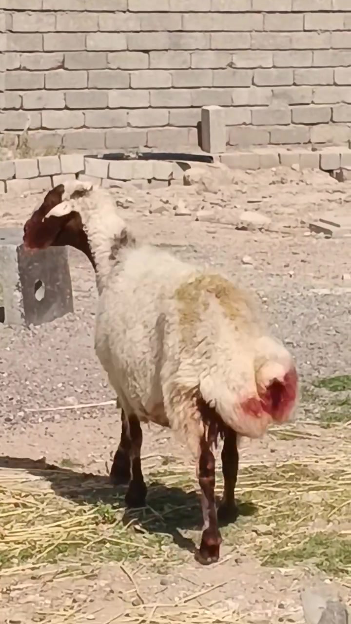 سلام عليكم اخوان نعجه للبيع شرط النصاحه
 نصاحه 3ايام نعجه حانيه سن وشطر الاستفسار
 .
  ***********.  //   ***********
