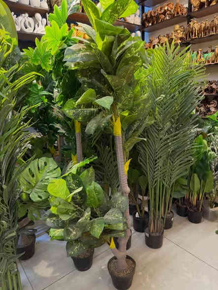 الأشجار الاصطناعية المقاربة للحقيقي 

لتجعل منزلك اجمل تابع كادو سنتر 

اهلا وسهلا بيكم زبائن كادو سنتر 

موجودين يوميا من الساعة ١٠ صباحا الى ١٢ ليلا

موجود توصيل جميع المحافظات ٥ الاف

العراق_ النجف المدينة المائية مقابل مستشفى الحياة 
***********
