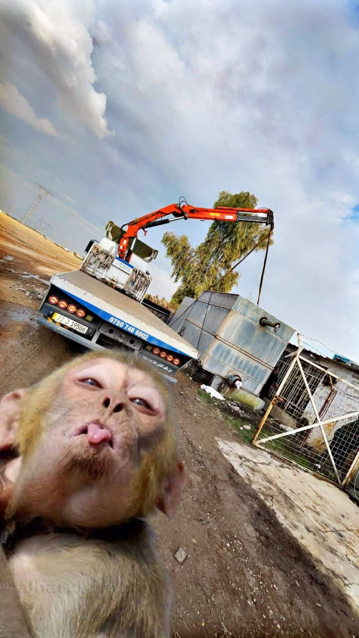 سلام و عليكم
البيع اكسور  
موديل ٢٠٠٧
بدون كرين
فول موسفات  كير عادي
مكان اربيل
سعر ٣ دفتر بي مجال
***********
واتساب ***********
