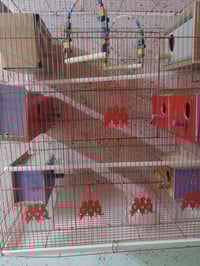 قفص • طيور الحب • حجم كبير