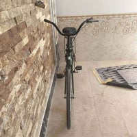 باسكل • زيتوني • مكفول