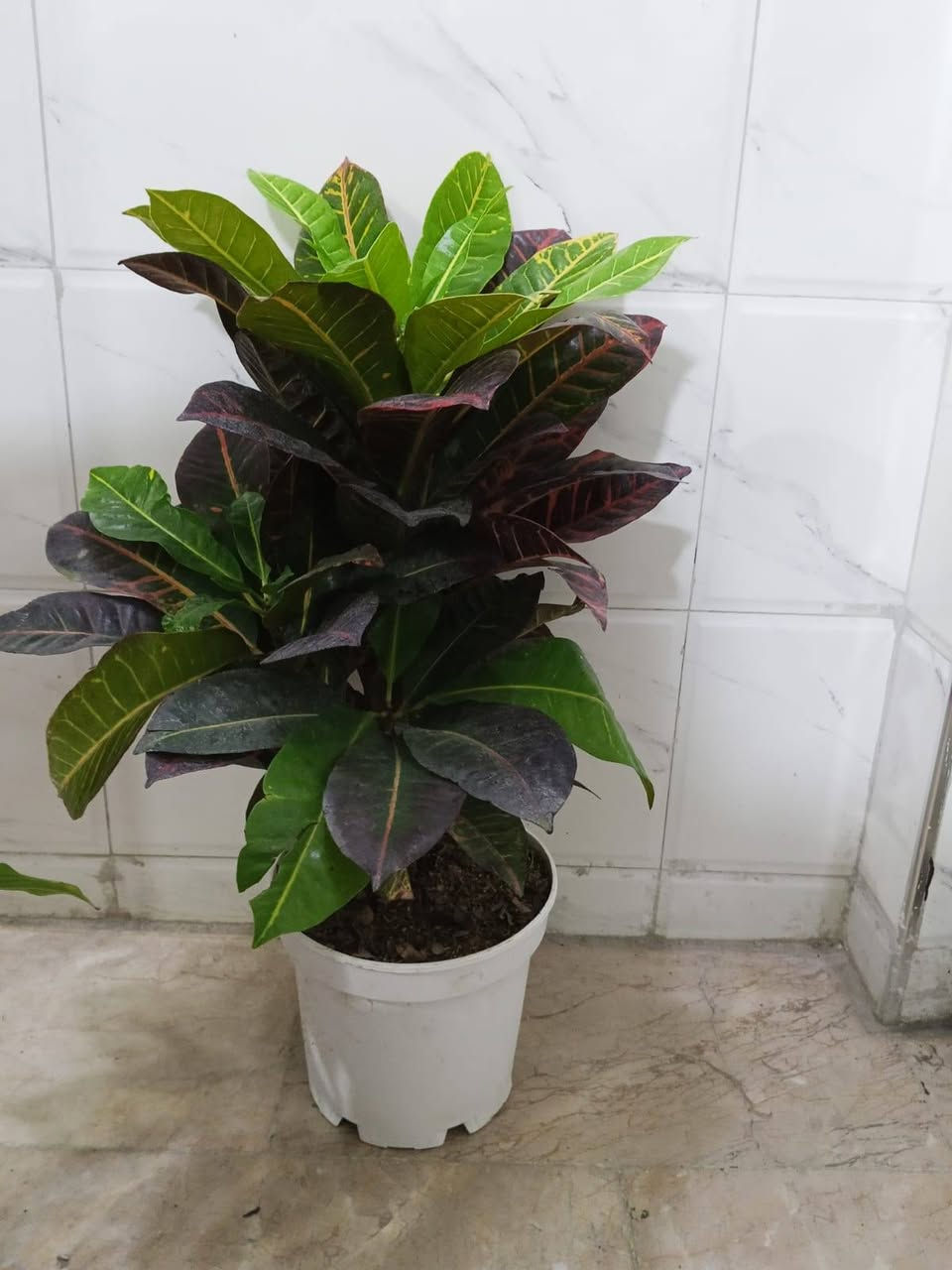 ياالله ...
#معرض_زهره_الگاردينيا 🌿💚

"🌿💚 نباتات ظلية مُستوردة 🌸

- أنواع فاخرة ومُختارة بعناية
- جودة عالية وضمان استمرار النمو
- توصيل سريع لجميع المحافظات

مستلزمات النباتات توفرت كلها يمنا ✨
(برلايت/بيتموس/احجار الليكا/مجذر/مقوي / احجار ملونة/سماد  )
 انواع السنادين بلاستك وسيراميك ☘️✨
العنوان // بغداد سبع ابكار 
التوصيل// متوفر لكل المحافظات  

للحجز والاستفسار، راسلونا على الصفحة 📲💬

أسعارنا تنافسية وخدمتنا مميزة 🌟 
 معرض زهره الگاردينيا  - وين ما تحتاجون النبات، احنا بخدمتكم  🌿💕

#مشتل_ومعرض_زهره_الگاردينيا #نباتات_ظلية #مستوردة #بيع #العراق" #اكسبلور #نباتات
#نباتات_منزلية #مشتل #ازهار #ورود #ورد_طبيعي


**إذا كنت صاحب هذا الإعلان وتريد حذفه لأي سبب، رجاءا أرسل رسالة إلى الدعم الفني**