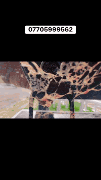 بسم الله ما شاء الله 🌿✨ جلسه خارجيه با لون جديد لمسة جمالية رائعة تضيف...