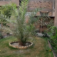 ١٥٠م • واجهة ٧٫٥م • خلف مستشفى الفيحاء