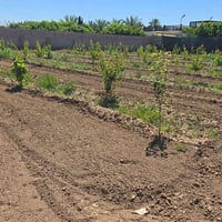 مزرعه ٤ دوانم سعر ١١٠  العنوان كوت قرب اليوسفيه  الاستفسار 07727143954