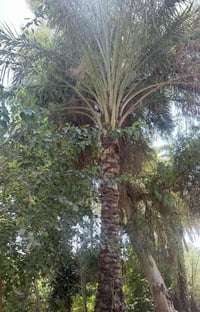 بستان • الراشدية بغداد • نخيل