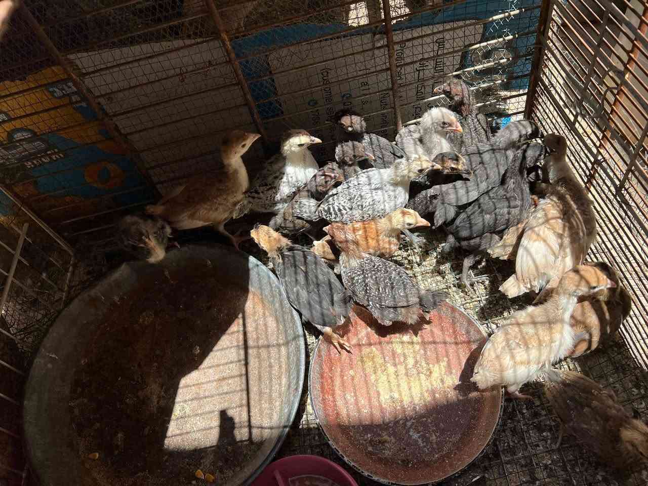 متاح صواصي فيوم وكويتي عمر شهر الزوج ١٢ مكاني عانه


**إذا كنت صاحب هذا الإعلان وتريد حذفه لأي سبب، رجاءا أرسل رسالة إلى الدعم الفني**