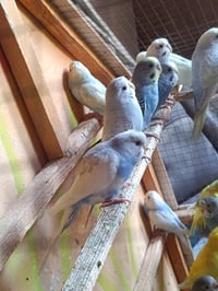 طيور حب • بلابل • زوج