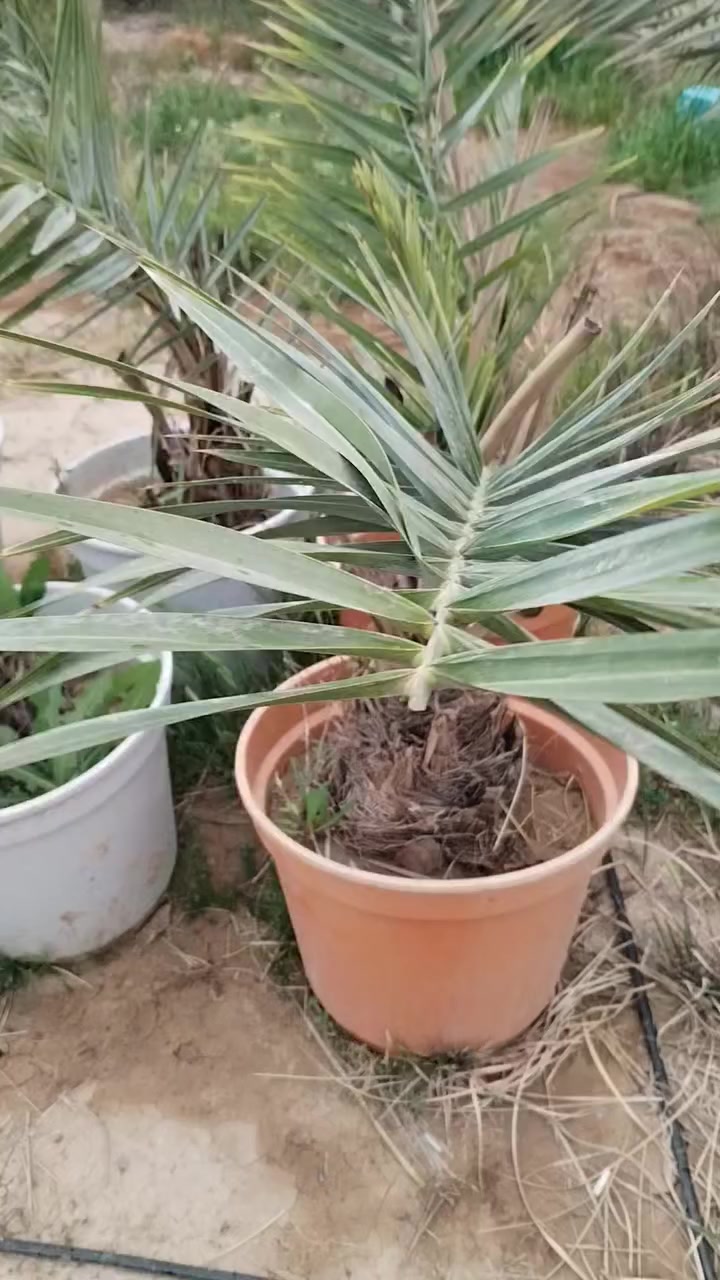 برحي حر مجذر سنه بالسندانه
#الزهيرات ***********
 اي نَوع تحتاجه في بالك متوفر لدينا فسائل
قلع مجذر
نسيجي
