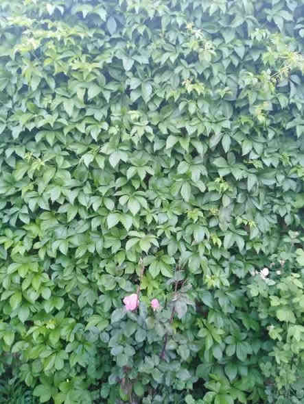 متسلق مخلب القط
يكون اخضر في الأجواء الحارة واحمر في الأجواء الباردة 
متوفر بسعر 2,000

📍 زورونا في موقعنا:
مشتل الأوسكار – حي الحنانة – شارع نجف _ كوفة
(مقابل غرفة تجارة النجف و فريندز كافيه ومطعم شريف– مجاور متنزه الحنانة العائلي)

🕗 أوقات الدوام:
من 8:30 صباحاً إلى 8:00 مساءً

📞 للطلب والاستفسار:
*********** – ***********
(اتصال / واتساب / مراسلة عبر فيسبوك)
 متوفر دفع  زين  كاش ومتوفر ماستر  

🚗 يتوفر توصيل داخل النجف
موجودين في تطبيق توترز لبعض المواد الزراعية 

أهلاً وسهلاً بكم دائماً في مشتل الأوسكار 🌹🌹🌹
