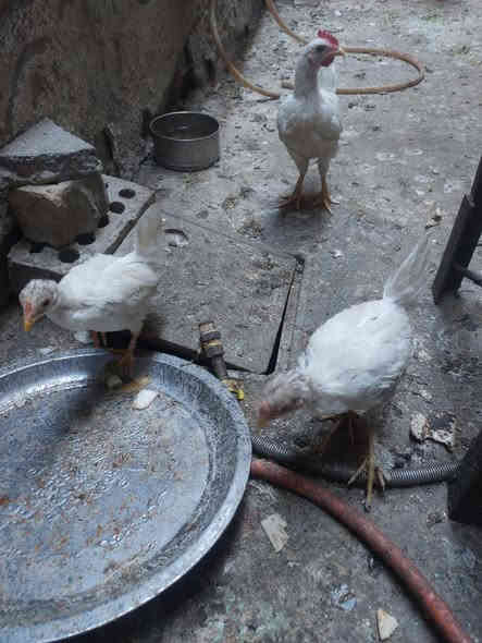 السلام عليكم 
متاح ديج ودجاجتين افراخ كبار السعر ٣٠ الف *********** شهداء البياع
