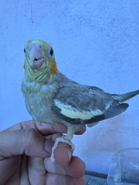 افراخ كوكتيل • بداية فطام