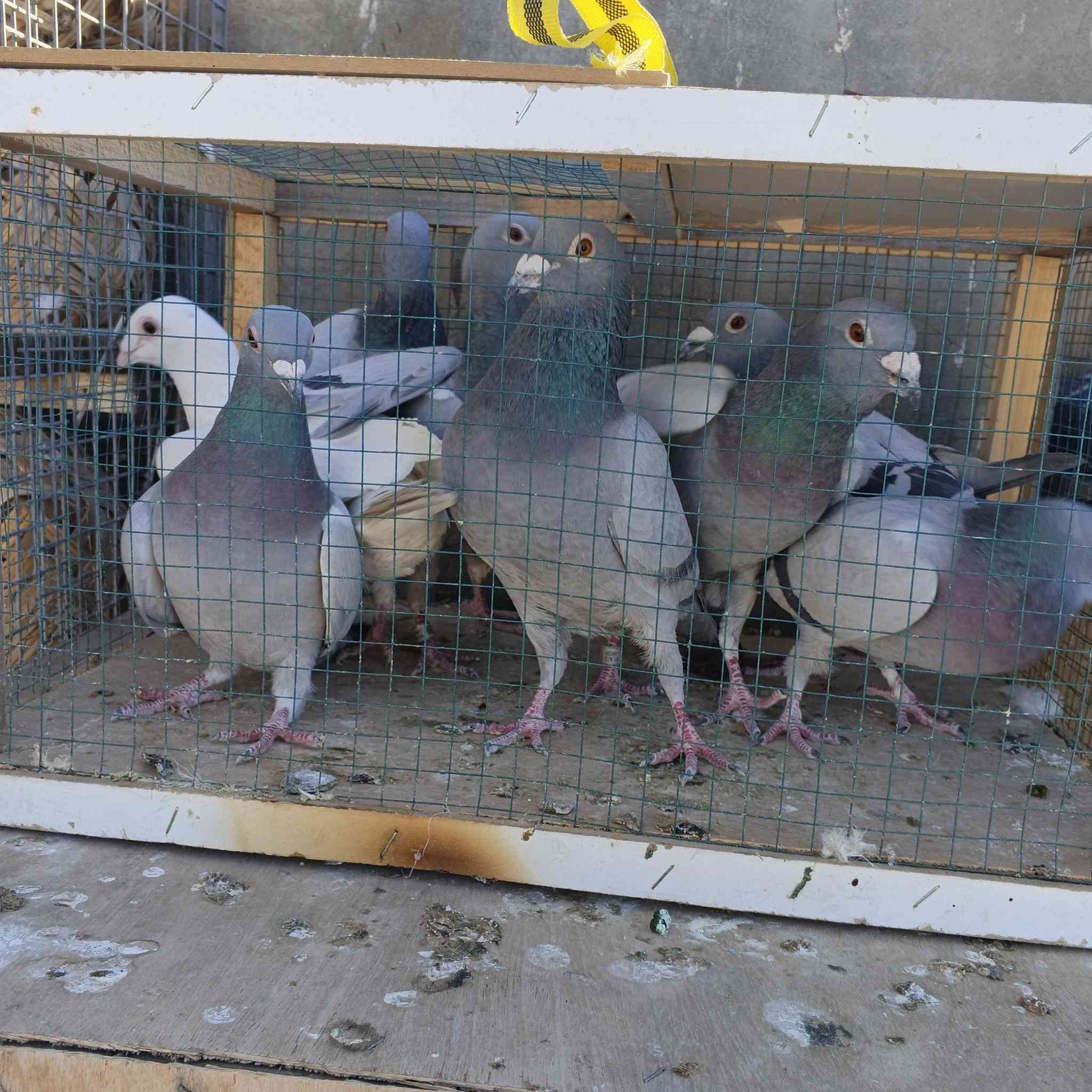 السلام عليكم هاي 14 تك زاجل للبيع من المكان تكريت الديوم شارع 60 سعر الزوج 10 قفل


**إذا كنت صاحب هذا الإعلان وتريد حذفه لأي سبب، رجاءا أرسل رسالة إلى الدعم الفني**