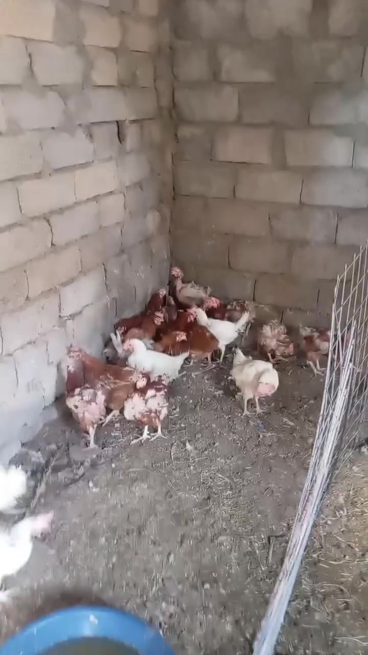 للاستفسار ***********
