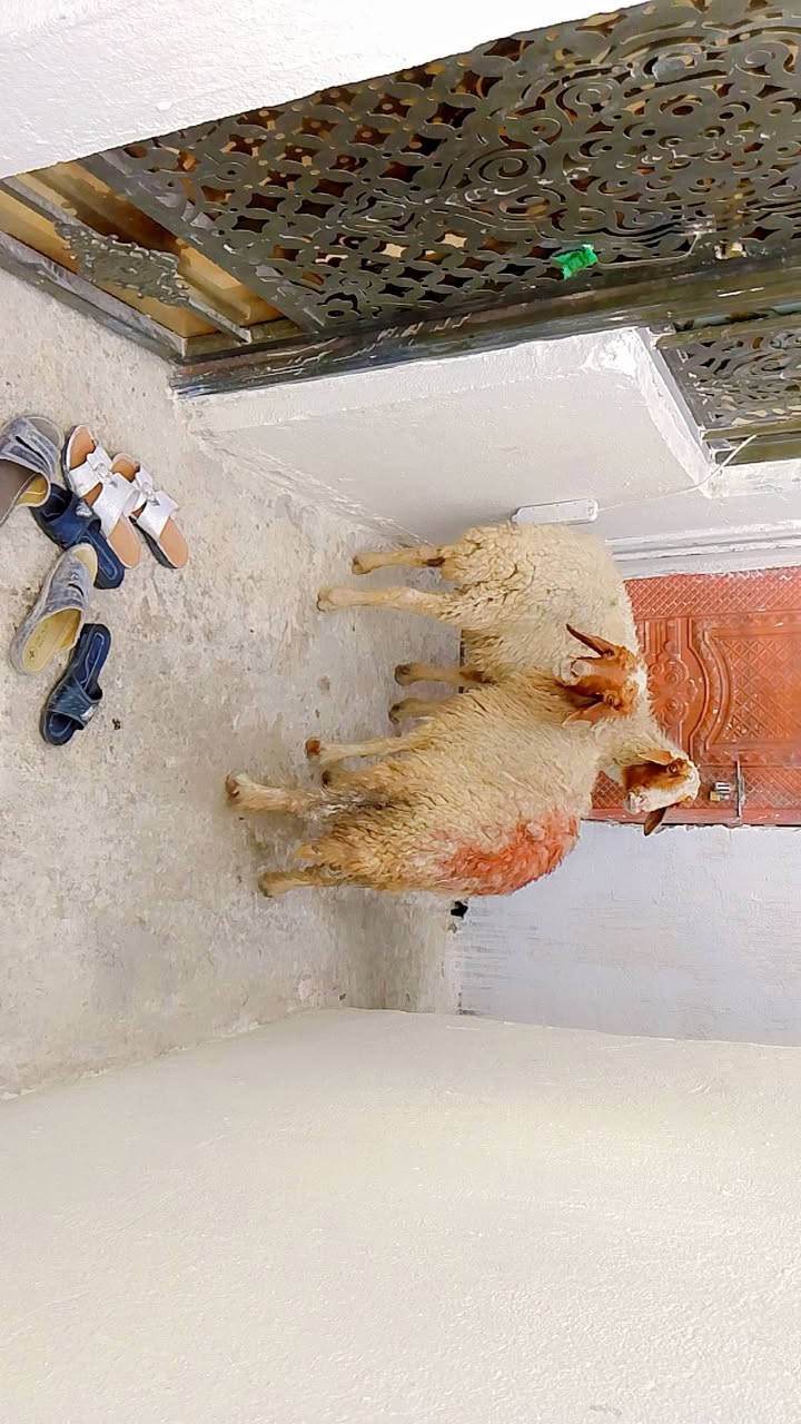 يا الله نعجات صاحيات شرط الصحه وسالمه من كل عيب سالمات سن وعين وشطر نعجات راكبات على ذمت راعيه  حلوه مالات جناي وين راحو جنايه على باب الله تنزيلات سعر الواحد 195وبيهن مجال بصيط المكان البصرة الزبير الشراي يتصل بالخدمه ***********
