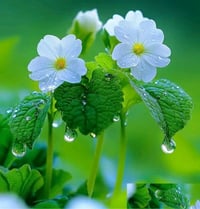 مطلوب عامله تستلم صالون والها نص شرط عدها خبرة مكياج وتسريحات والاتزام...