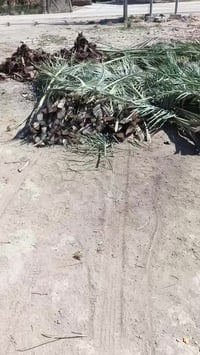 السماوة الشنابرة • قرب جسر الچروخي