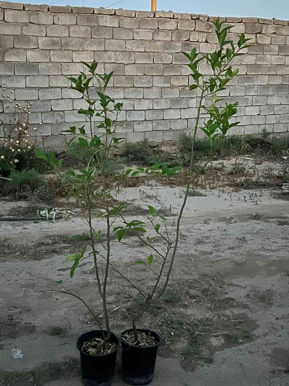 شجرة ليمون  اليوريكا 

تعتبر هذه الشجرة واحدة من أجمل وألذ الأشجار المثمرة، فهي تجمع بين الجمال والفائدة.و 
تتحمل درجات الحرارة العالية. 

تنتج هذه الأشجار ليموناً وفيراً  وتضيف لمسة جمالية مع أوراقها التي تتحول من اللون البرونزي إلى الأخضر الزاهي، وأزهارها البيضاء العطرية 
 🌿🍋🌿
سعر.  الشتلة.  الفين. دينار.  
متواجدة فمشتل الزهورهور  
كنعان مجاور محطة ازاد  
***********
