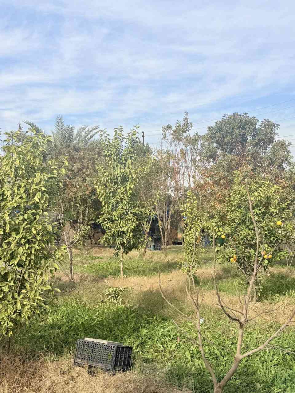 🟠 ارض سكنيه للبيع🟠  

📍موقع العقار : الرمادي _ زنكورة المفرق

🟠 موقع مميز 

🟠ارض كلش قريبه من المفرق ولاسواق ومدارس 

🟠الارض وجه على شارع 8 متر تبليط

🟠 المساحة (240 متر )

🟠الوجه (12 متر ) والنزال (20 متر)

🟠الارض مسيجه بالكامل ومزروعة كافه اشجار الفواكه 
 
🟠الارض تصلح للسكن او حديقه 

🟠 تتوفر فيها خدمات ماء وكهرباء وبلديه

🟠 للمعرفة السعر فقط ارسال المعلومات على الواتساب او على الخاص او الاتصال على هواتف المكتب 

🔶 اذا عندك عقار تريد تعرضه للبيع او تريد تشتري عقار🔶
__________________________________
* متابعة الصفحه يصلك كل ما هو جديد *

 ✅للأستفسار الاتصال على الارقام التالية :

📞***********
📞*********** 

🏛️موقع المكتب على الخريطة ⏬️

‏https://maps.app.goo.gl/uaqG7ir7EbX2DQkBA

🏛️موقع المكتب ⏬️⏬️

أو زيارة موقعنا :  الرمادي_ ناحية اليرموك (زنكوره سابقاً)_ المفرق  /مقابل جامع هادي البشير (البمرعي)

#مكتب_عقارات_زنكورة 🕹️
#ناحية_اليرموك_زنكوره_سابقاً 
#عقارات_ناحية_اليرموك
