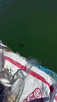 متوفر سمج ناعم جديد مال شط ال5كيلو 10الف يوجد خدمة توصيل 07718302804