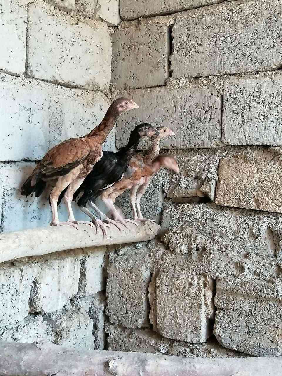السلام عليكم فروخ هراتي عدد 4الأصلي رقم واحد ما شاء الله اتصل ودلل *********** مكاني اسديره عليا ابيع شلع
