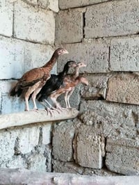 فروخ هراتي • عدد ٤ • اسديره عليا