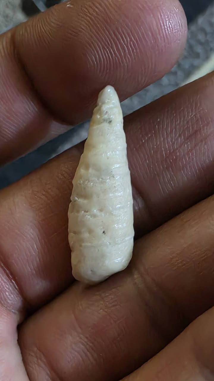 عطف لوي قديم جدن للبيع مكاني بغداد مدينه الصدر توصيل لا يوجد سعر جوه بلاش ٢٥ الف


**إذا كنت صاحب هذا الإعلان وتريد حذفه لأي سبب، رجاءا أرسل رسالة إلى الدعم الفني**