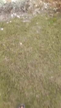 فسائل نخل • برحي • بنت جوره