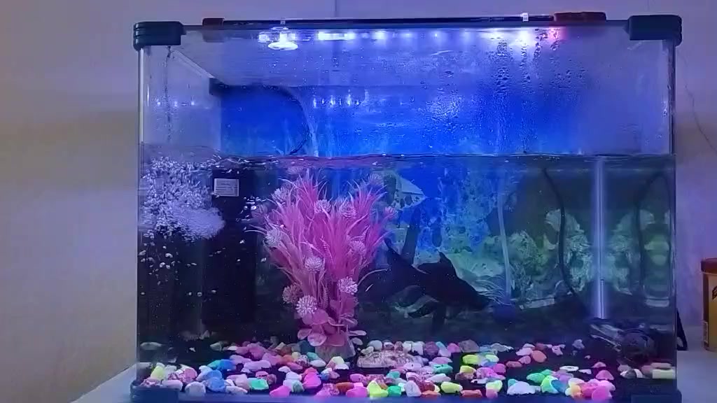 حوض مال سمج مع كامل غراضه اخو الجديد كلشي شغال للبيع 
الطول 50
والعرض30
وياه سمجه وحده  السعر 40وبي مجال مكانه بهرز


**إذا كنت صاحب هذا الإعلان وتريد حذفه لأي سبب، رجاءا أرسل رسالة إلى الدعم الفني**