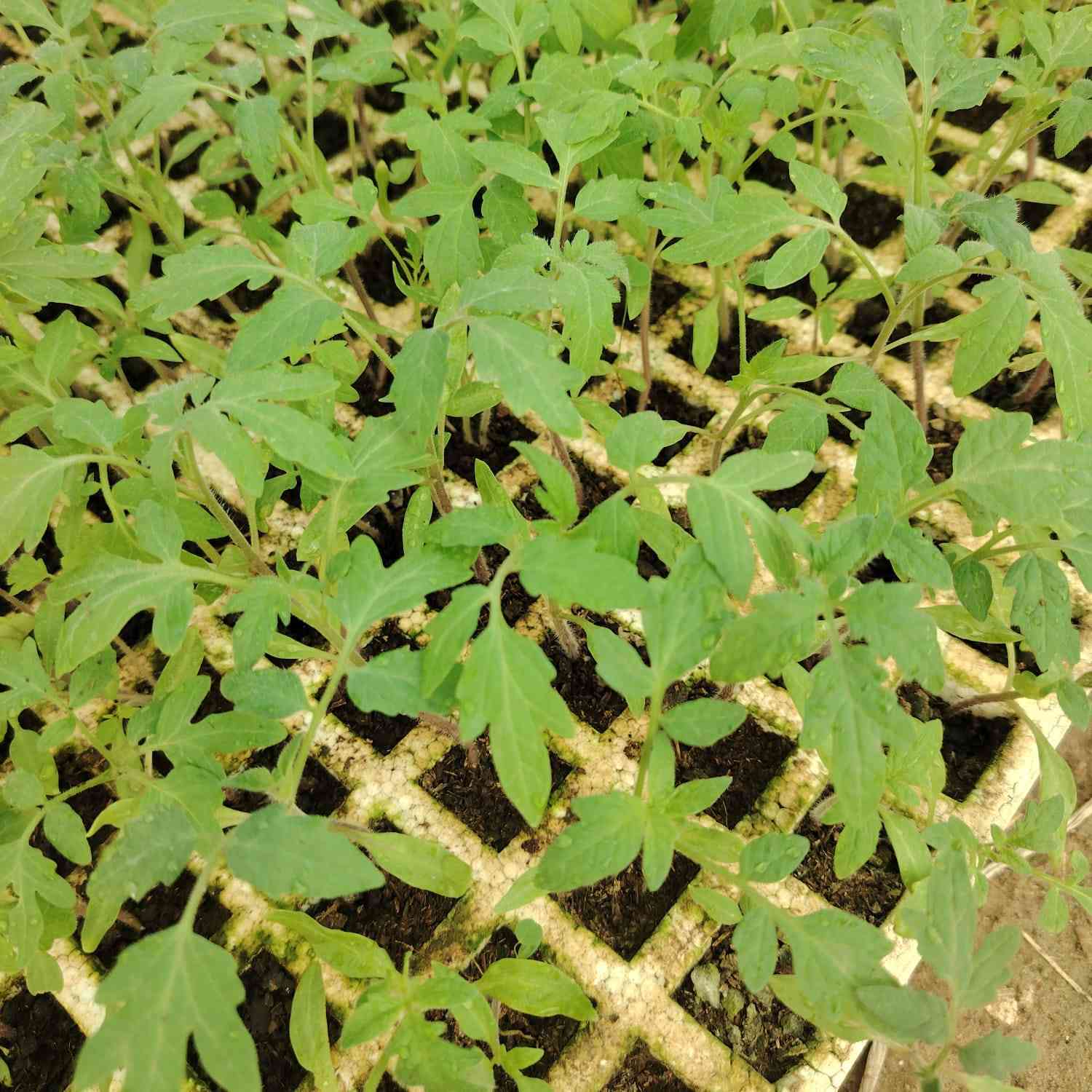 نعلن عن توفر دايات🌱 جميع المحاصيل الموسمية
بيذنجان عراقي سعر الطبقة 7000
بيذنجان سوري سعر الطبقة 7000
فلفل بارد، وحار 6500
طماطة 6500
بانية 10.000
موقع المشتل كربلاء طويريج ناحية الخيرات منطقة شط مله
***********
***********
#كربلاء_بابل #اشجار_فاكهة #حرب
