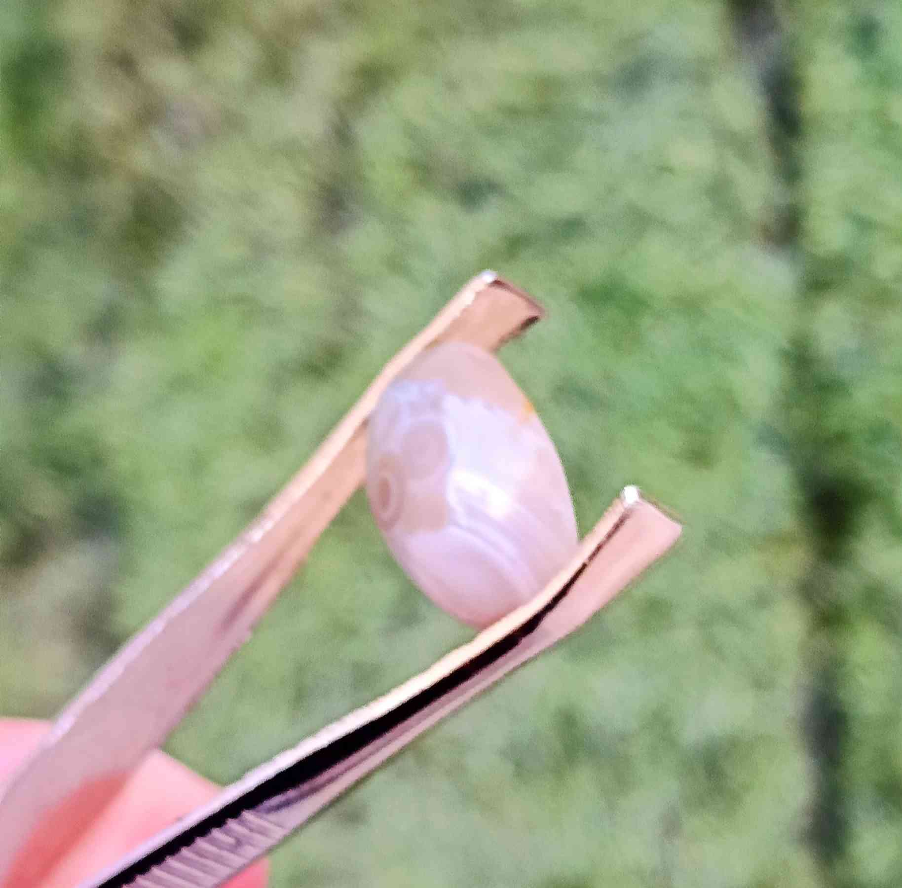 سليماني عطــــف رصاصي عيون للبيع بـــــ 15ـــــ ***********واتساب
