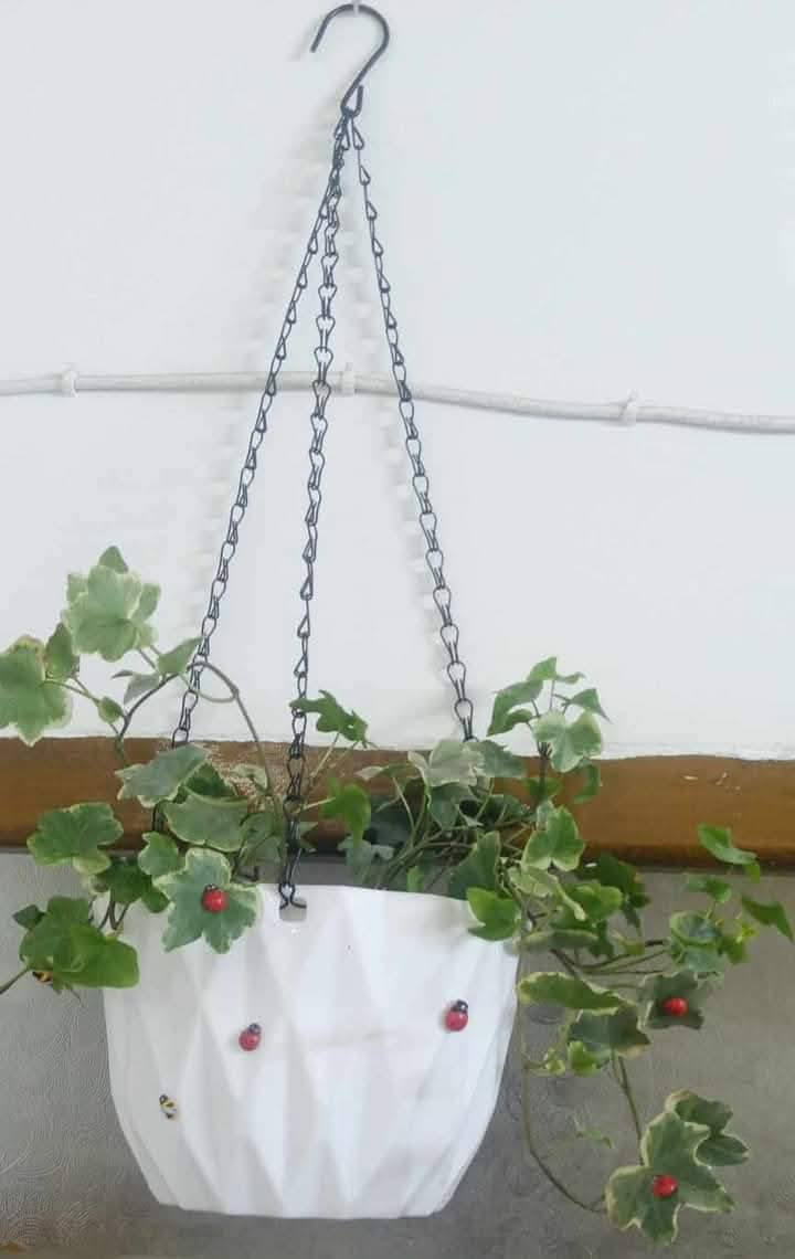 🪴🎉🎊سندانه سقي الذاتي ضد لكسر🎉🎊
💐 مع زنجيل حديد قوي جدا💐
🎉🎊٢ با ٥ الف🎊💐
🌹سقي ذاتي قطعتين القطعه الخارجية تعمل كخزان للماء والقطعه الداخلية تكون فيها تربة موصل بخيط قطني لترطيب التربة الفترة طويله🌹
لحجز على خاص 
***********
#توصيل #كل #محافظات
