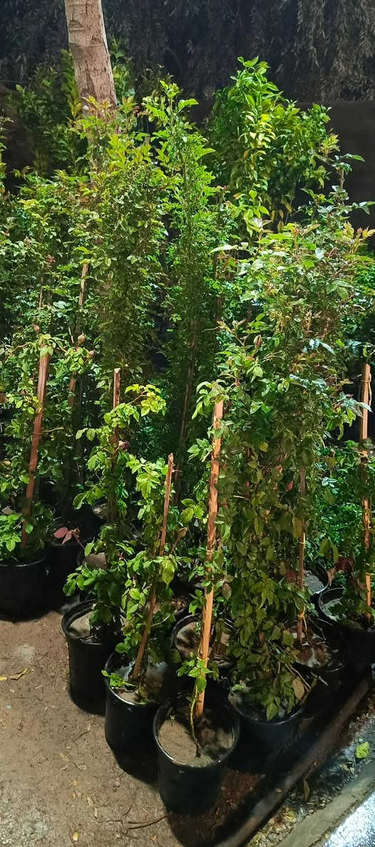 يا الله يتوفر يم#مشتل_المسرة وجبة جديدة ورائعة من ورد الجوري المشهور بتعدد أنواعه، حيث يمكنك الآن الاستمتاع بثلاثة أنواع مختلفة تفيض جمالًا وعطرًا: الورود الروزية الهادئة، والورود السلطانية العطرية التي تحمل رائحة ساحرة، والورود القطفية التي تتميز بألوانها الزاهية، بالإضافة إلى الورود الهولندية المبهرة، وأيضًا الورود المتسلقة العطرية التي تضفي لمسة جمالية على أي حديقة أو بستان. ولا يقتصر الأمر على ذلك، بل تتوفر أيضًا ورود موسمية بألوان وأشكال متعددة تضفي تنوعًا وحيوية على المساحة التي تزينها، وتوجد كذلك أنواع جديدة من النباتات الضلية التي تزيد من الجمال وتضفي لمسة طبيعية مميزة.عنوان المسيب حي المعلمين الولى مقابيل ثانوية موطني حياكم الله. #مسواك_العيد


**إذا كنت صاحب هذا الإعلان وتريد حذفه لأي سبب، رجاءا أرسل رسالة إلى الدعم الفني**