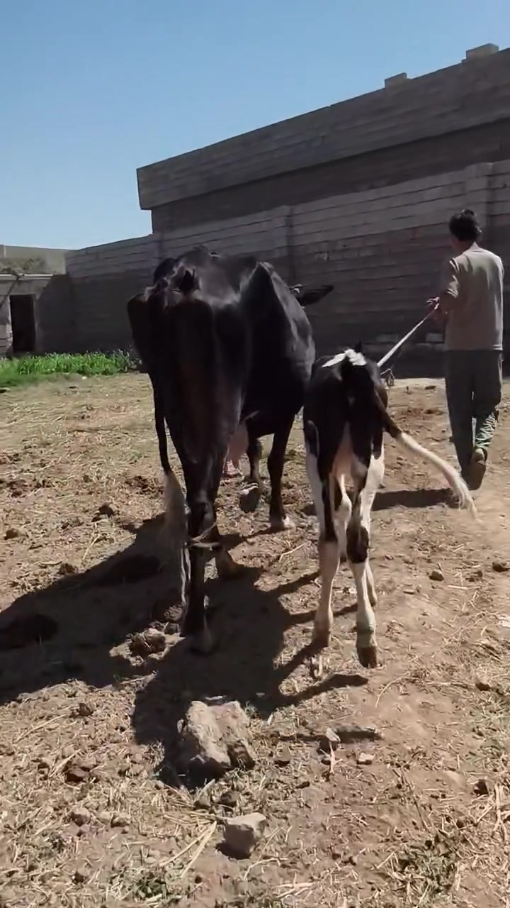 بسم الله..
بقره خشنه وراها حوليه جنس ومصرفه اكثر من شهر صارلها
هشوش وامان ودسامه شرط الجاهل يحلبه والصور بدون احيان ويرهم مراوس 
وبسعر مناسب  الشراي يتصل  ***********  ألمكان سديره الفياض يوجد توصيل بعض المناطق
