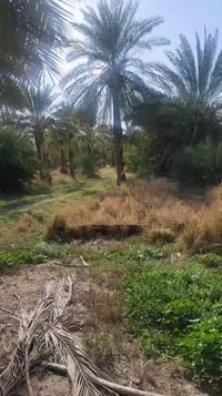 اليوسفية ناحية القصر الاوسط • ٣٠ دونم • ٥٠٠ نخلة