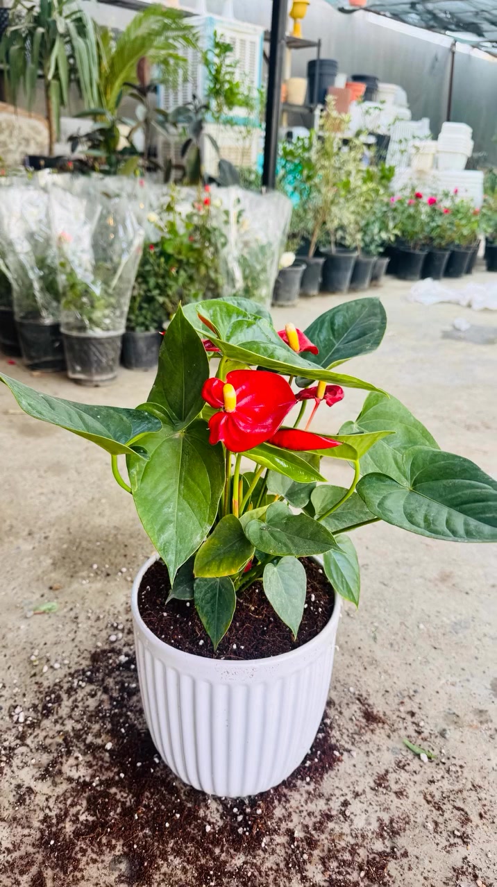 ياللـه ♥️🌵🙏🏻…
رمضان كريـم 🌙🥹🌹

على برگـه الله …
مسـواك ليوم يختلفً باشياء كلش راح تعجبكم 😍🌷😉👇🏻
كل انًواع شتـلات ولسنـادين تلكـوه يمنه 😻🌚💗
-عصى موسى جميع انوعها 🌵😉👇🏻
_دوارق عصى موسى وكلاصات جميع انواعها 😍♥️
_تراب البيتموزً العراقي والهولندي 😍♥️
_ورد جوري جميع الوانه 🌺🌷🏵💐🥀🌹
_جميع انواع الورد الضليهً والشمسية وكل لالوان 👇🏻🥀😻
_سنادين بلاستك بانسـب لاسعار 
_سنادين فخار رالسيراميك جميع انوعها 😁🌚
_جميع الوان السچـاد العراقي ولتركي 
_جميع انواع الحمضـيات البرتقال لالنكي،ررنچ …
_جميع الوان النافورات وشكالهاً 💦⛲️
_جميع انواع شتلات الفاكه تفاح مشمش عنب تكيً زيتون نومي بصره كوچه عرموط 
_جميع انواع التسلقً ١_لبلاب جهنمي جوري ياسمينً وغيرها.
_جميع انواع الستاناتً الخارجيهً الحديد درجهً اولى 😉💗

لاستفسار والعنوان 🚗🥀🌵👇🏻…
نهايه شارع بلديه المحيط مشتل حيدر شنو ….!
لارقام/***********
