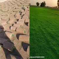 ثيل طبيعي • درجة أولى • ديالى