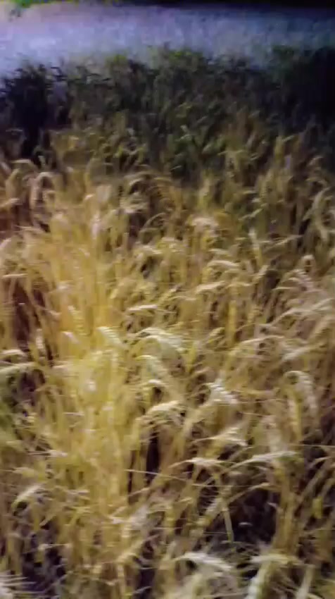 السلام عليكم
معمل تبن للبيع مع عربانه عدد ٢
بابل قضاء المحاويل 
***********
