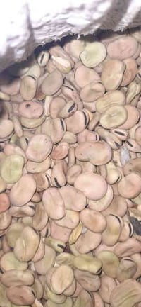 پاقلە • ٥٠ كيلو • شارەزور