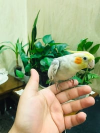 فحل كوكتيل • اليف • مزاوجات