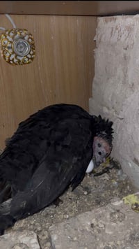 شيشية كاركه • بدون بيض • تكريت القادسية