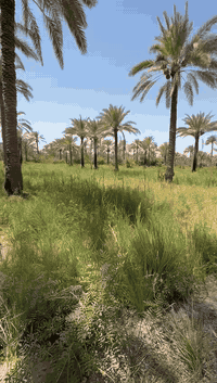 السلام عليكم
 للبيع🌹🌹
 ارض ملك صرف المساحة 2 دونم في شاطئ التاجي خلف معسكر التاجي تحتوي على اشجار النخيل 🌴 🌴 كامل الخدمات ماء 💦 💦 كهرباء ⚡ ⚡ تبليط بواجة 80 متر ونزال 62 متر 
تفاصيل اكثر الاتصال على الرقم التالي 
*********** 
*********** وكذلك واتساب
