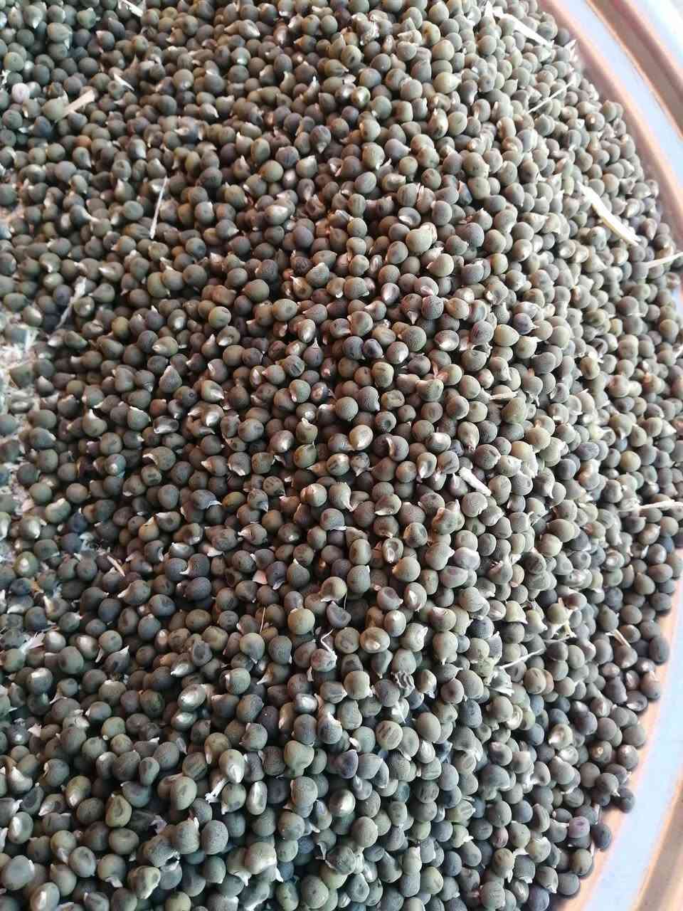 السلام وعليكم بذور باميه درجه أوله نوعيتهه هاي البتره الصلطانه للبيع ممتواجد خاص الاتصال ***********
