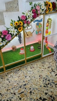 بلبل • زوج • حي النصر