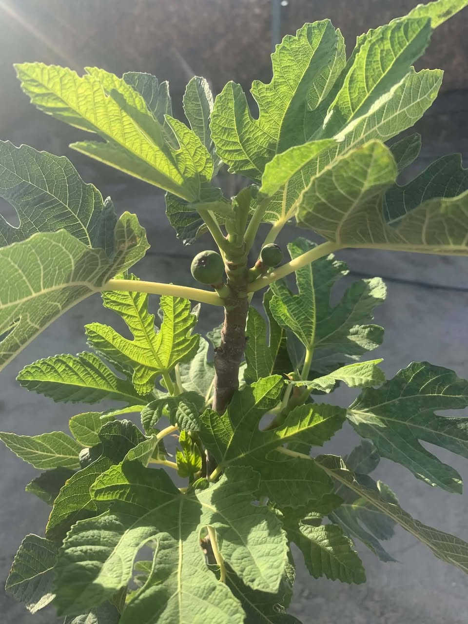 نص دونم خلف جامعة بابل طابو زراعي سند٢٥ بسمي تحويل مباشر وجهيه ٢٥م يبعد عن طريق حله نجف كيلو ونص تقريبا تبليط متوفر كافه الخدمات الاستفسار اتصال ***********
