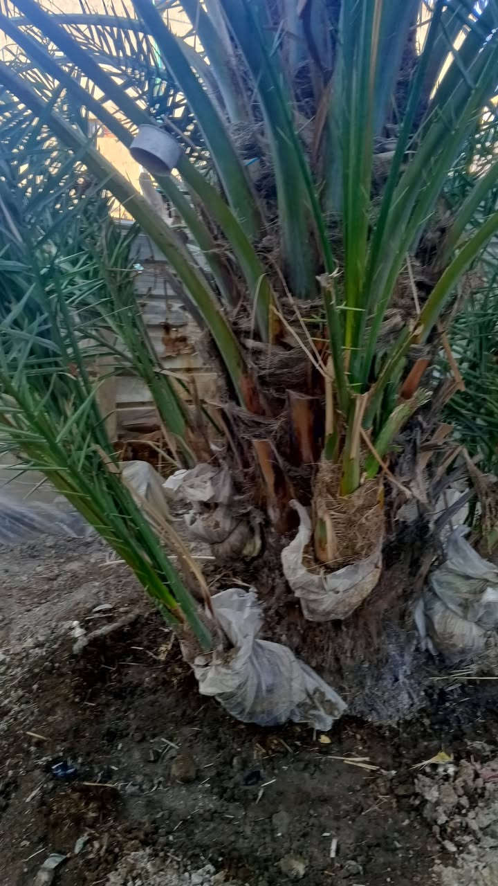 السلام عليكم يوجد فسائل عويدي مجذر صارسنه رقم الهاتف ‏‪+9647747540131‬‏
